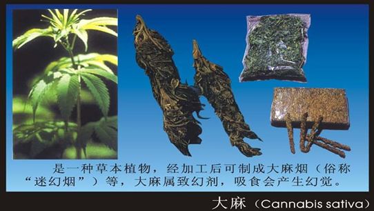 六月26日是国际禁毒日禁毒宣传语,2022年国际禁毒日相关知识