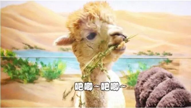 普通门票疯狂动物城,假期打卡疯狂动物城