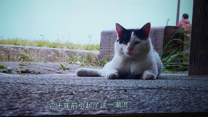 55寸真4K小米全面屏电视深度评测：2199元舍我其谁