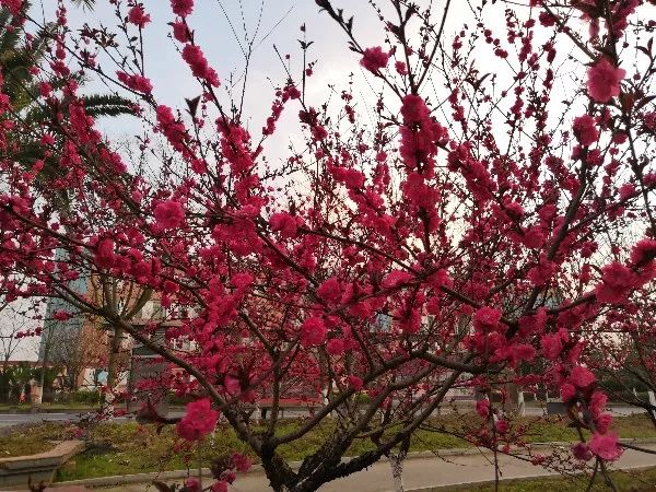 小江网红食品店,小江雪糕