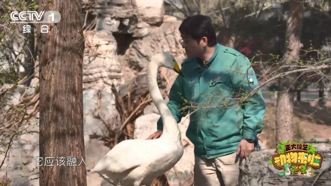 为啥大熊猫长大了那么脏不给糖,大熊猫为何会白化