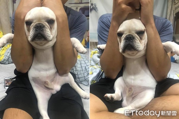 法斗大皮褶,法斗眯眼眼泪多怎么办