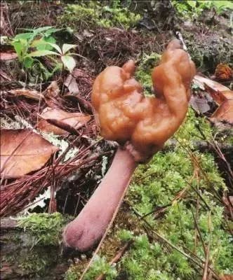 云南吃菌中毒分布图,云南吃菌中毒最新统计