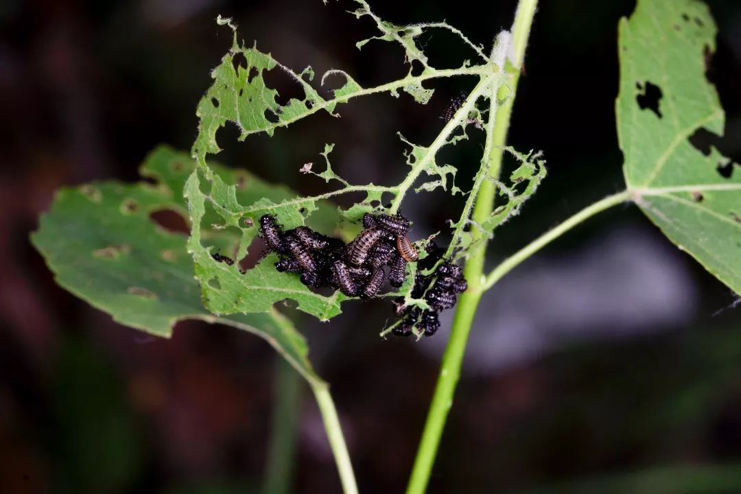 见到虫子很害怕怎么办,见到光就飞过来的虫子怎么去除