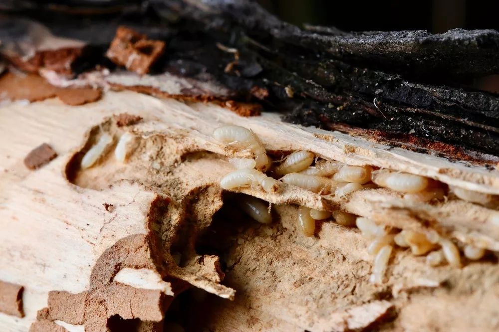 见到灯光乱飞的大虫子,见到光就飞过来的虫子怎么去除