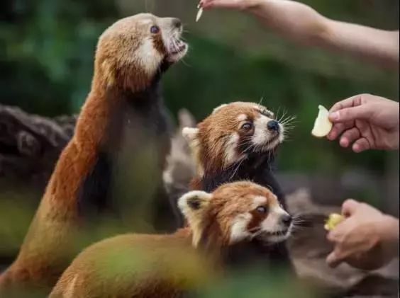 来西双版纳，做大自然的学生|雅居乐·西双林语夏令营开始报名啦