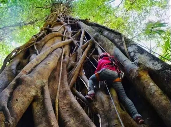 来西双版纳，做大自然的学生|雅居乐·西双林语夏令营开始报名啦
