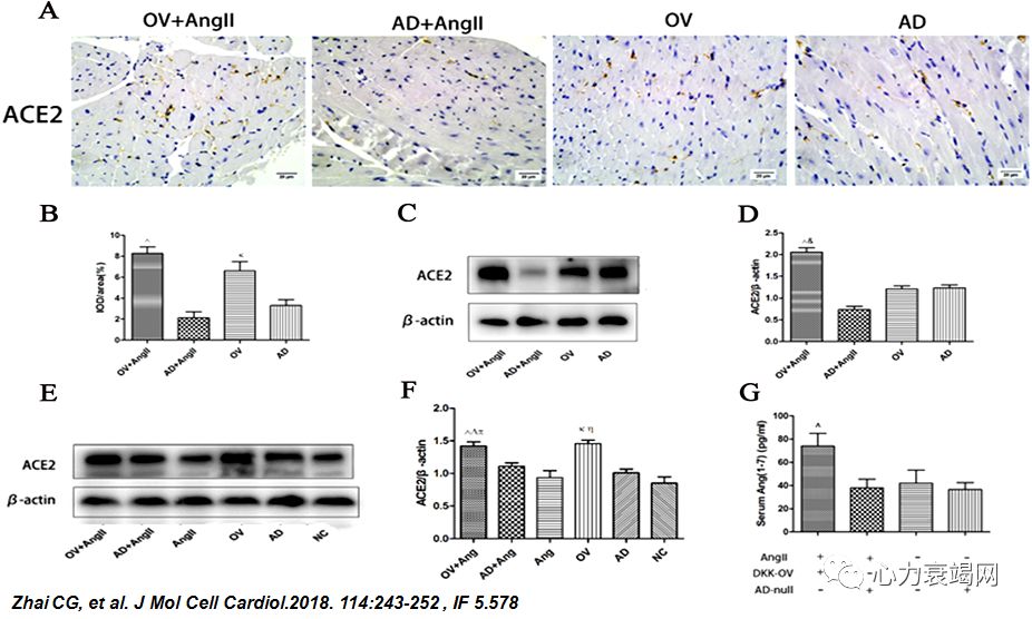 「2019CIHFC」张运教授:ADAM17—糖尿病性心肌病干预的新靶点