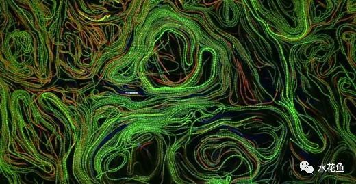 水中常见的藻类微生物图片,藏在水下的生物