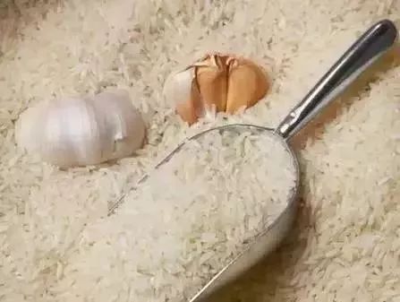 米里发现小黑虫,家里米缸里有黑色虫子如何消灭