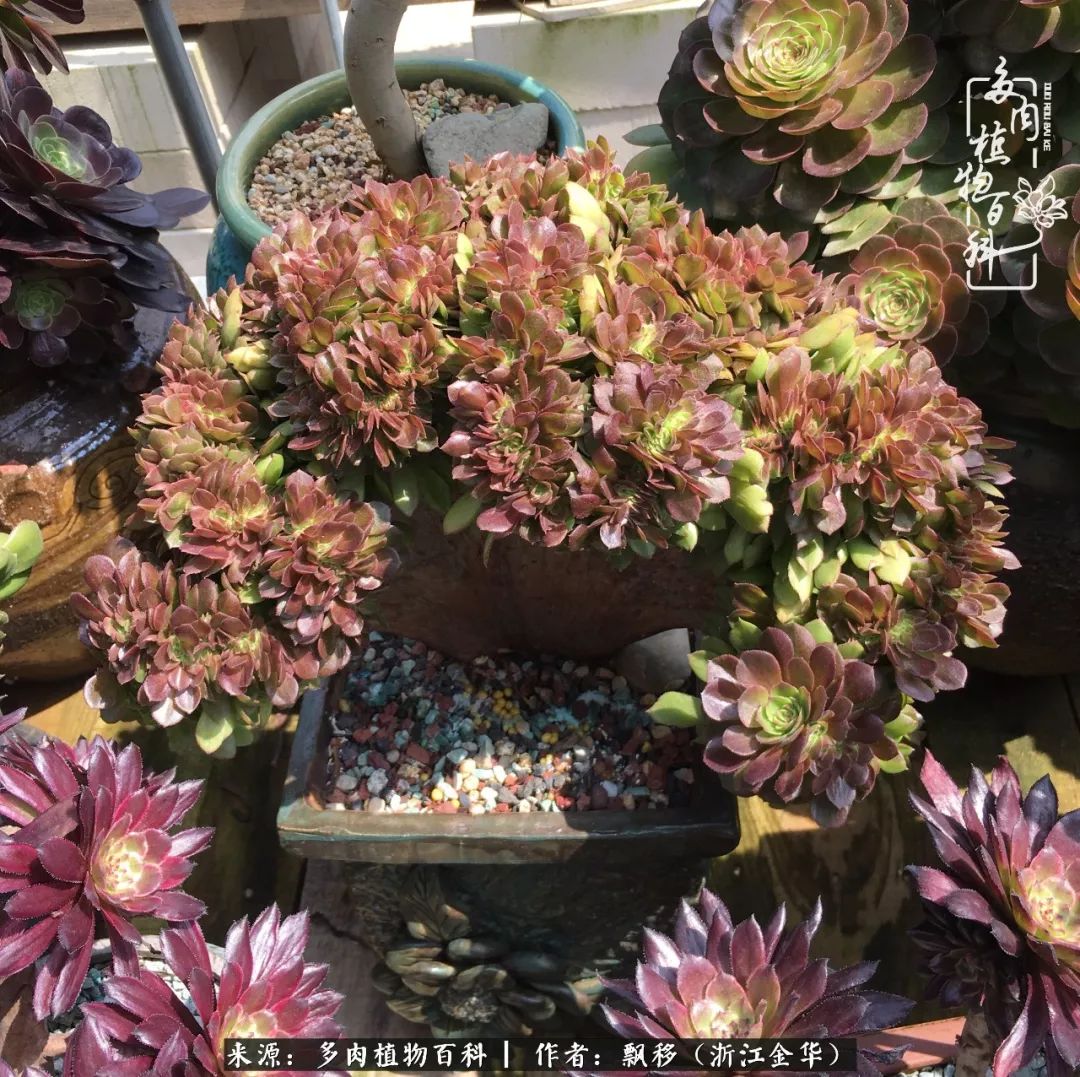 魅力无限的法师诱惑：我的灿烂，由你决定