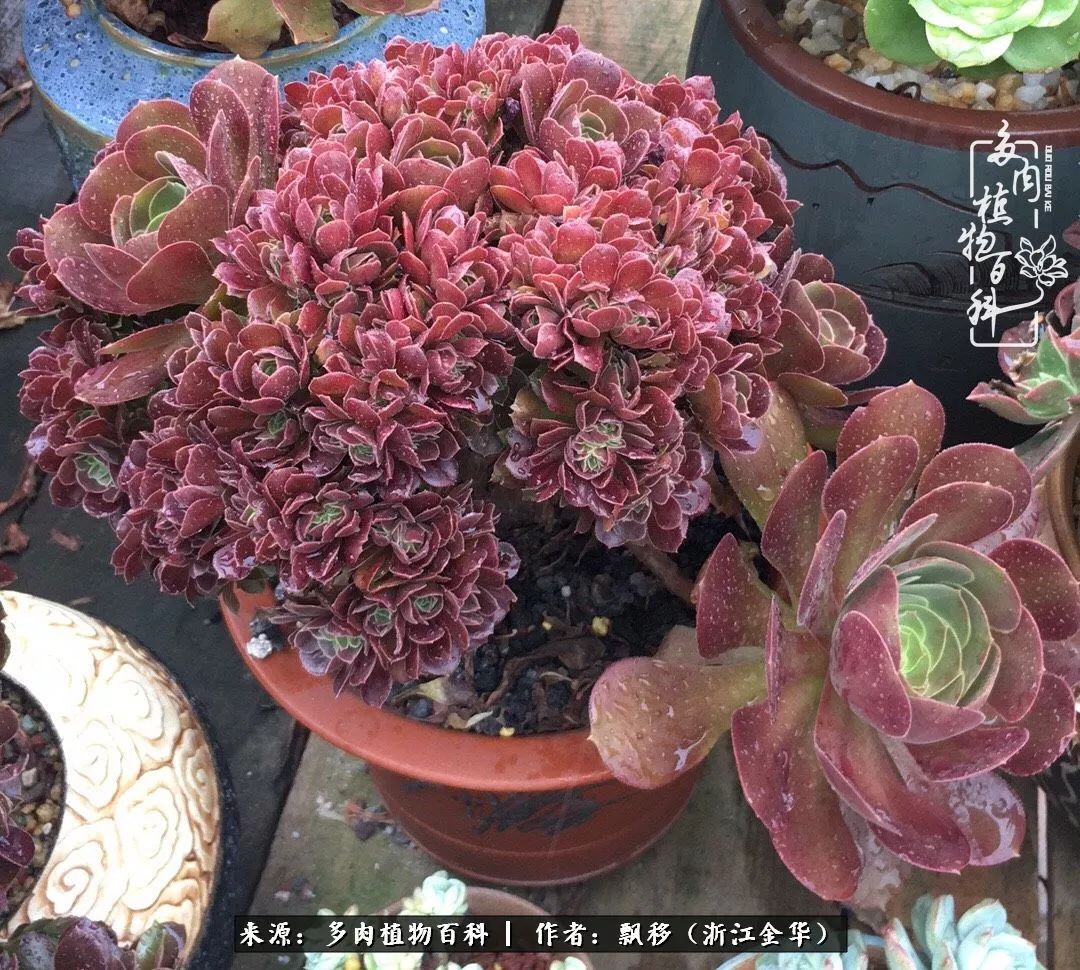 魅力无限的法师诱惑：我的灿烂，由你决定