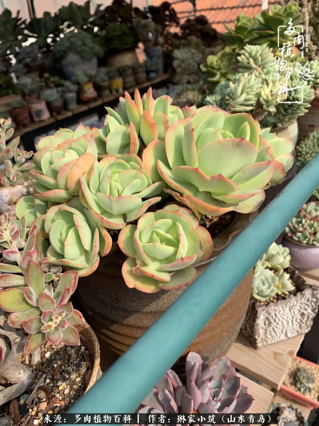 夏天已过一半你们的多肉还好吗,夏天已过半