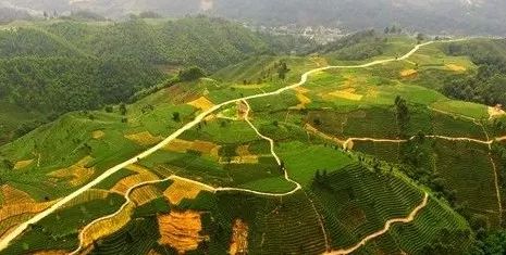 川茶集团的发展前景,川茶行业的发展趋势