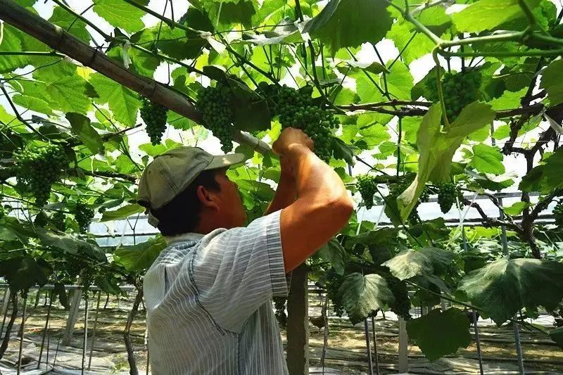 连阿里巴巴都点名！拿奖拿到手软的“葡萄王”来了~入园采摘，尽享千元农家菜