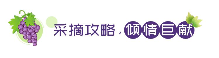 连阿里巴巴都点名！拿奖拿到手软的“葡萄王”来了~入园采摘，尽享千元农家菜