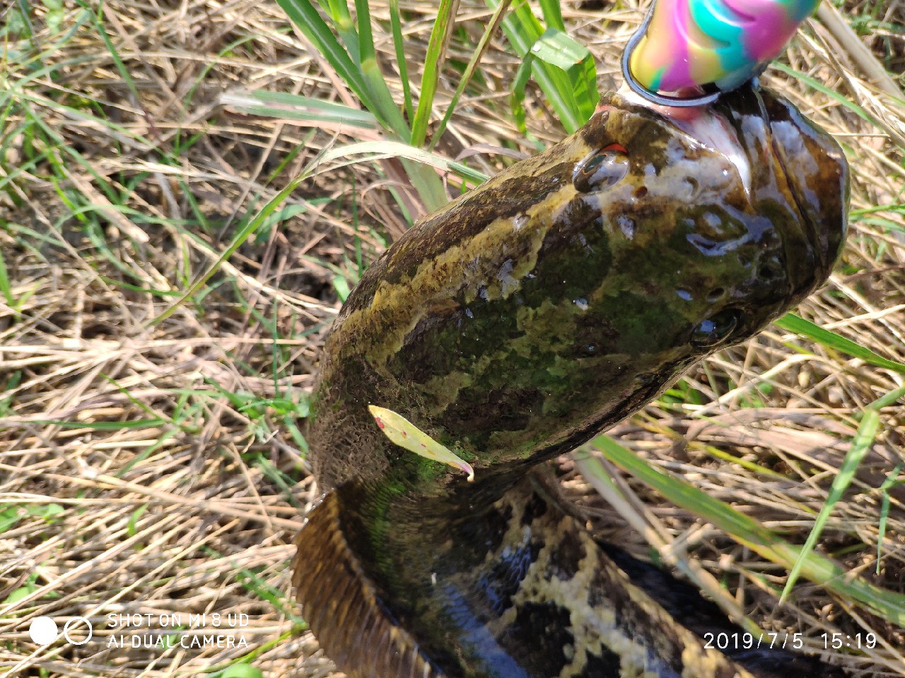 黑鱼钓上岸了怎么办,黑鱼新手