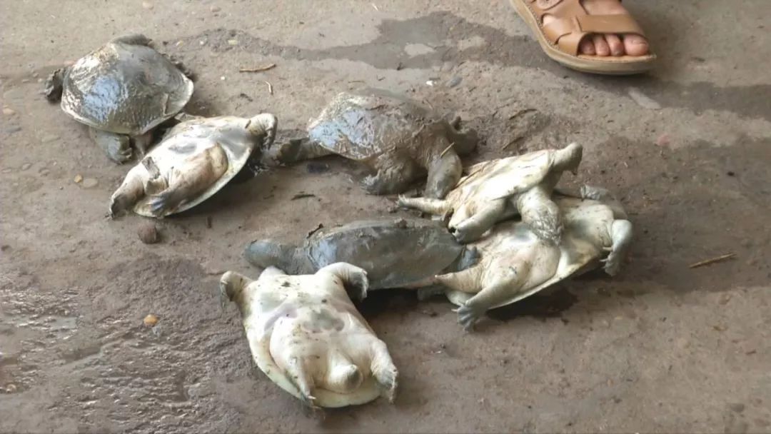 大批死掉的甲鱼怎么处理,甲鱼上岸为什么突然死了