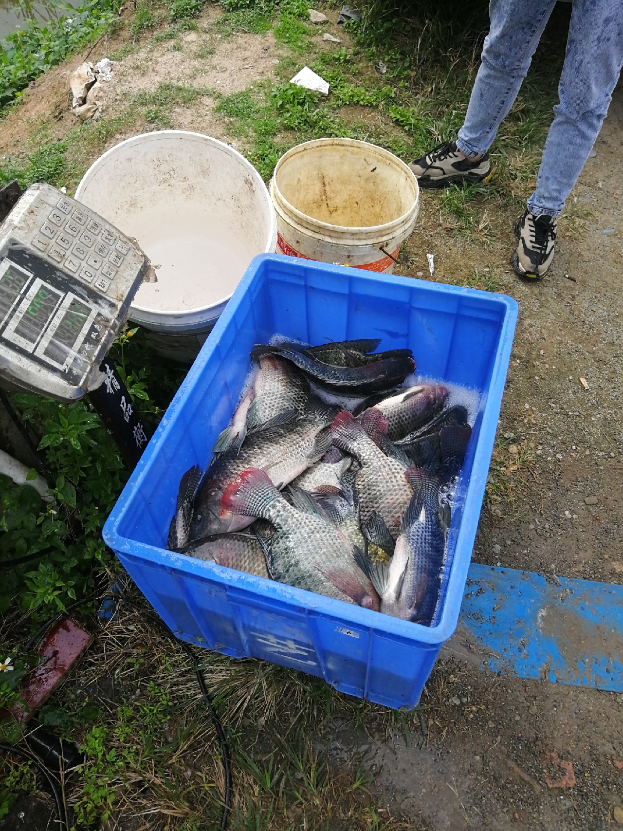 罗非的正确吃饵方法,钓罗非的心得和经验