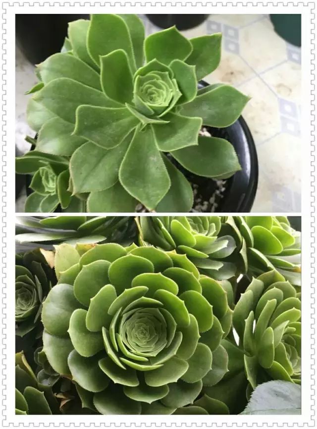 绿羊绒和香腹啥区别,绿羊绒是什么样的