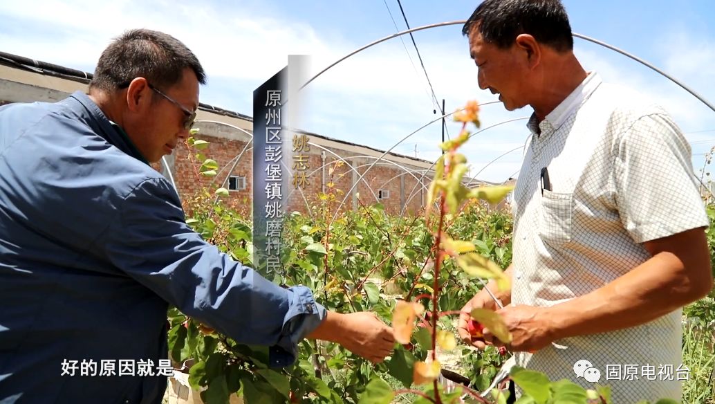 红梅杏的产地在哪里,红梅杏名字的由来