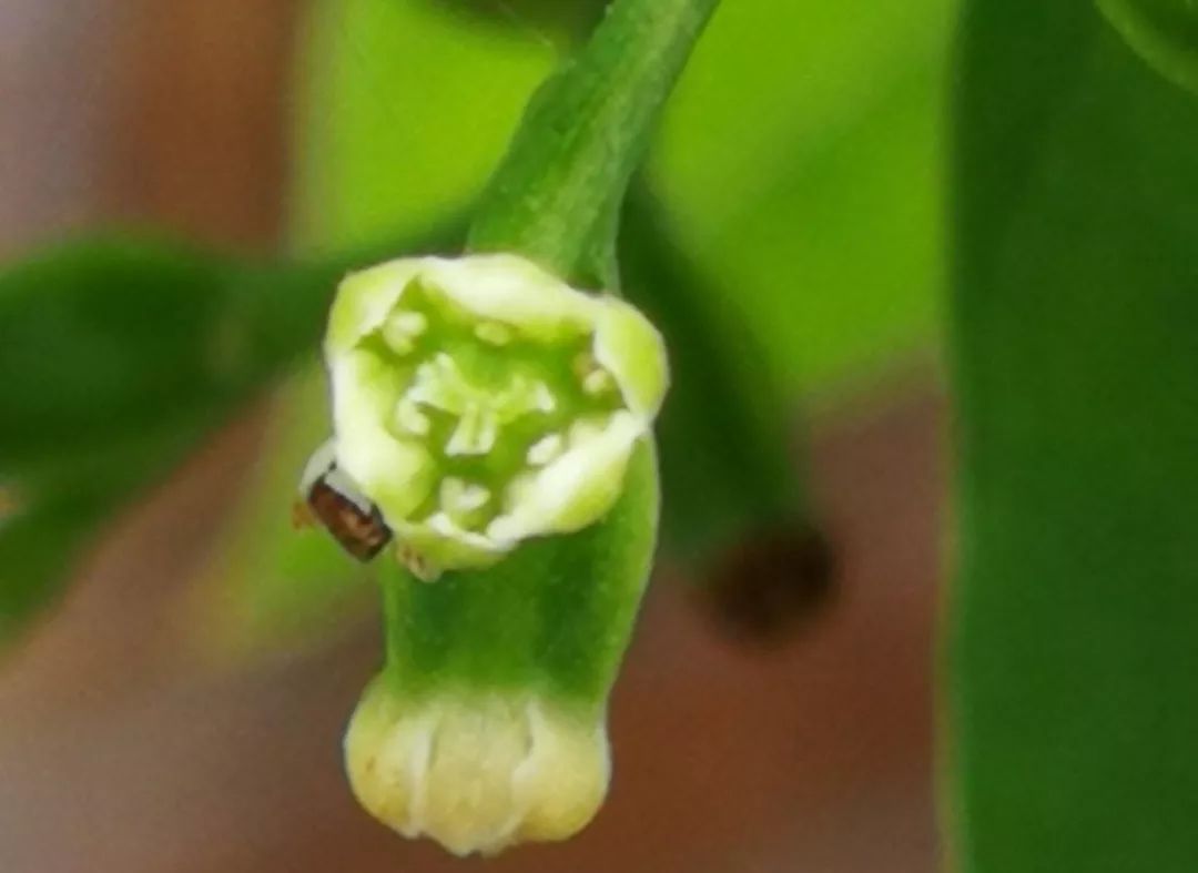 山药和山药豆的效果一样吗,吃山药豆有什么好处与坏处