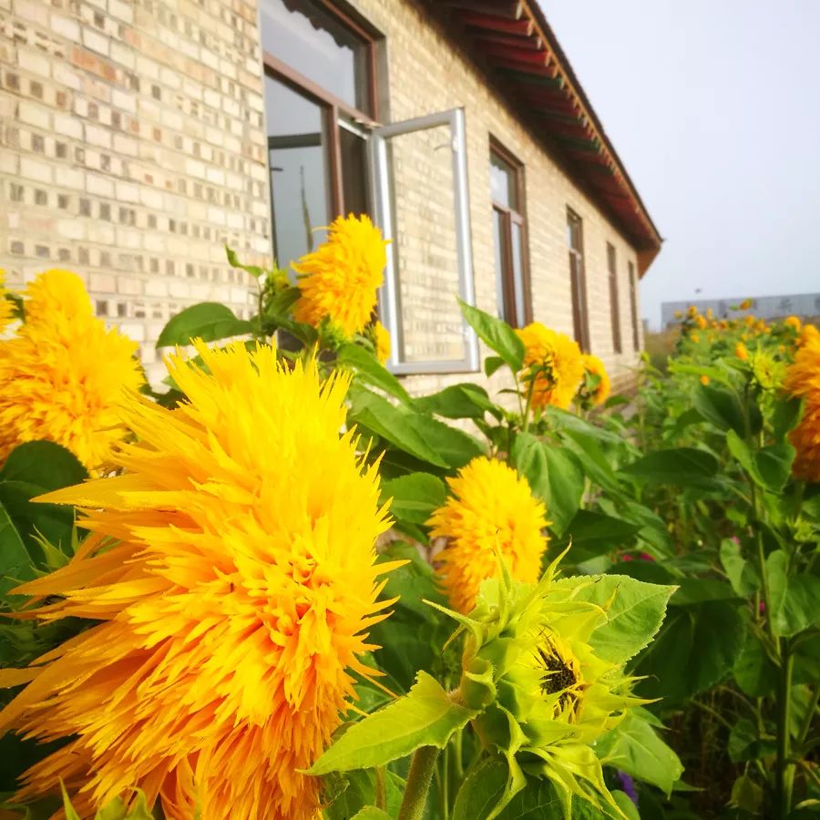 童话草原大套票,童话草原景区门票儿童购票标准