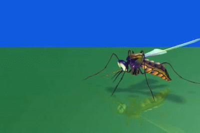 让蚊子快速灭绝的音乐,灭绝的驱蚊神曲