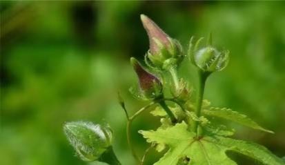 农民种的东西为什么卖得便宜,很珍贵的野果一颗可以卖到几千块