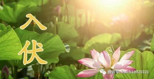 冬病夏治三伏时机别错过,冬病夏治最常用的方法