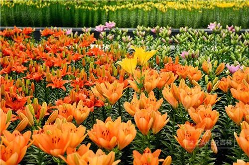 百合打卡地,百合打卡网红地