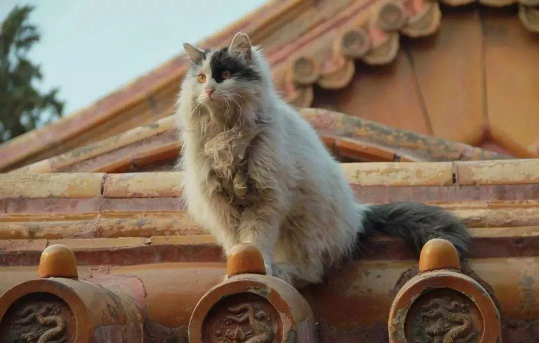 单霁翔：终于将壮美的紫禁城完整地交给下一个600年