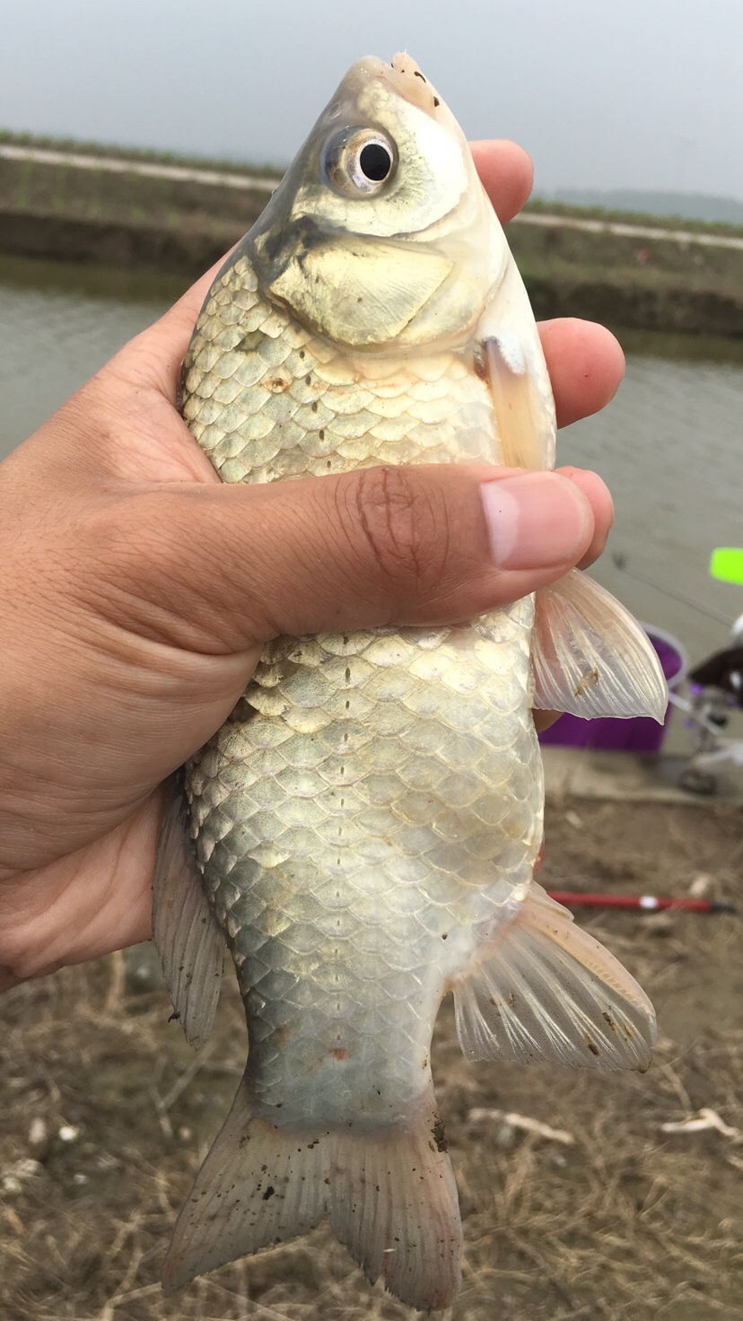 崇明钓昂刺,崇明岛野钓昂刺鱼