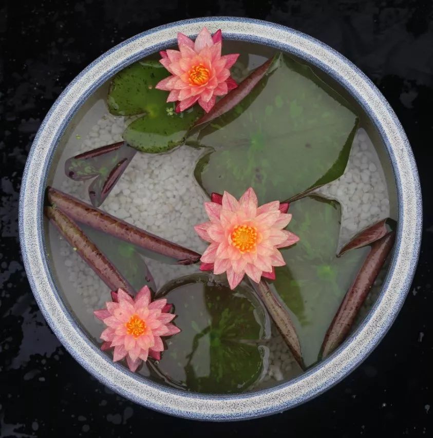 睡莲养护方法教程图解简易,睡莲养护技巧如何养护睡莲