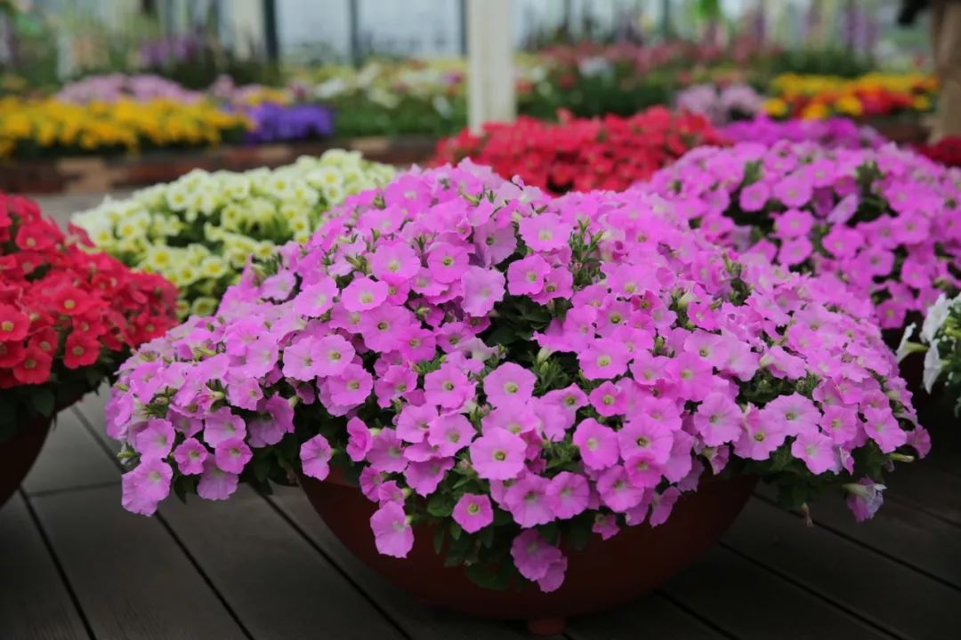 睡莲可以在沙底里生长吗,睡莲的养护方法图解