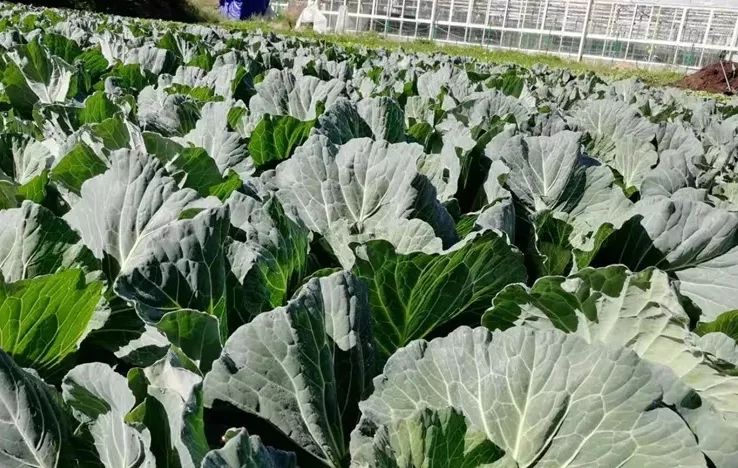 农业农村部摸底调查“三区三州”深贫区特色农产品，两次点到四川的这个地方