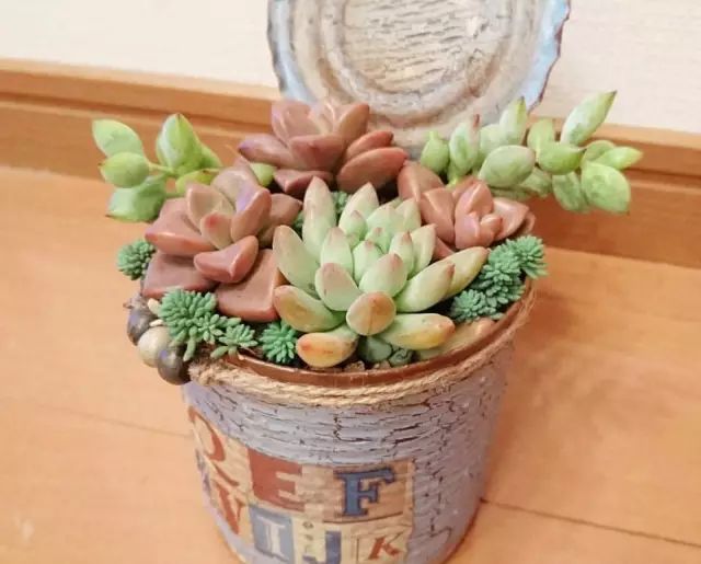 多肉怎么选泥土,多肉需要补充哪种肥料