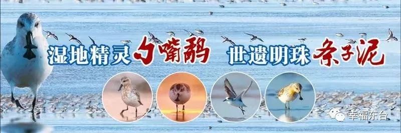 东台支柱产业,江苏东台的制造业