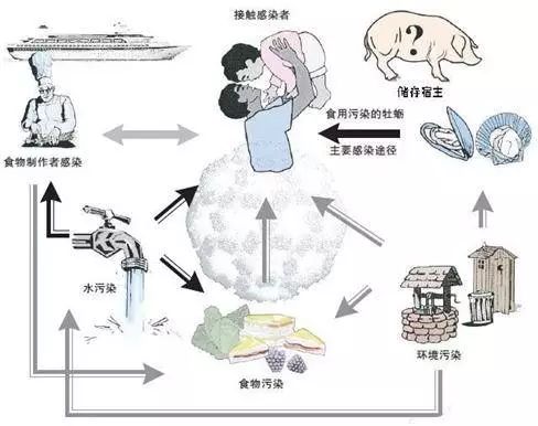 诺如病毒正确消毒方法,北京市诺如病毒高发期