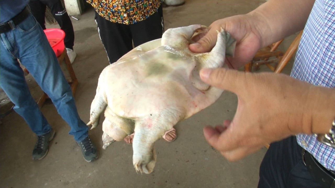 大批死掉的甲鱼怎么处理,甲鱼上岸为什么突然死了