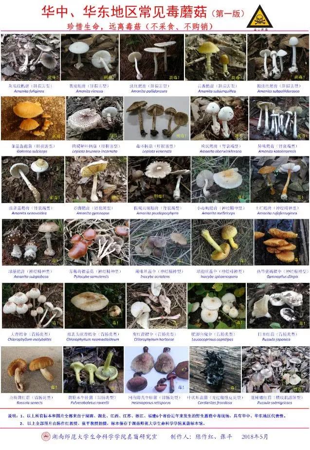 20天毒倒9个杭州人！这道菜别吃了！医生：暂无特效药，辨别难