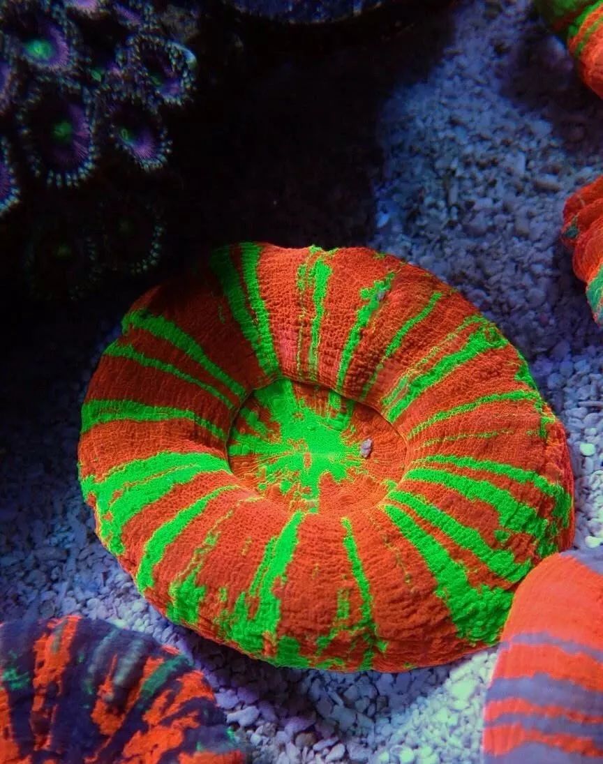 新开缸每天都有鱼死,新开缸鱼一直死