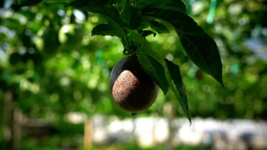 宾川最出名的石榴,大理宾川石榴