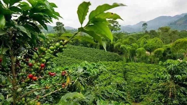 哥斯达黎加咖啡口感怎么样,哥斯达黎加阿拉比卡咖啡