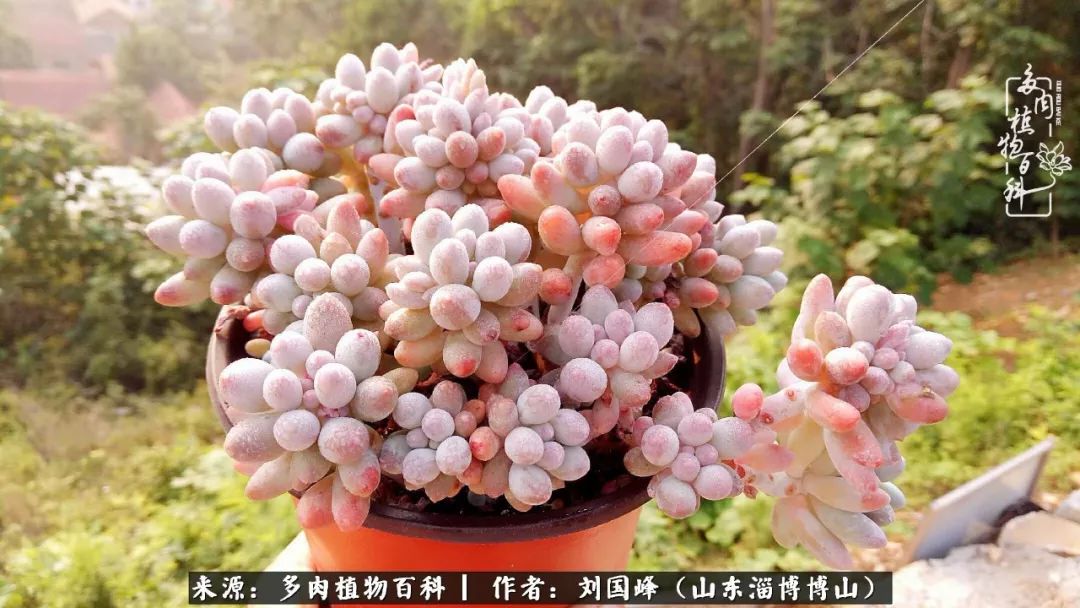 夏季多肉褪色前后对比,聊聊多肉夏季如何防护