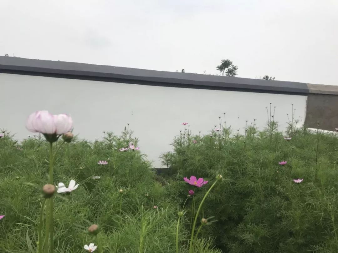 藏在海港区的打卡圣地,开导航都不一定找得到!