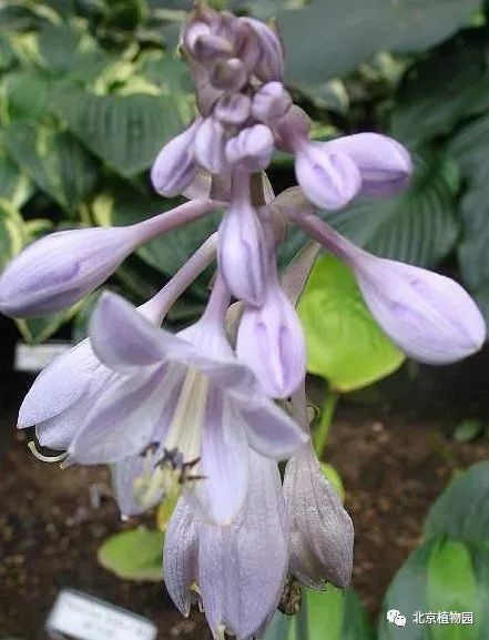 最耐寒的玉簪品种,北京植物园园艺