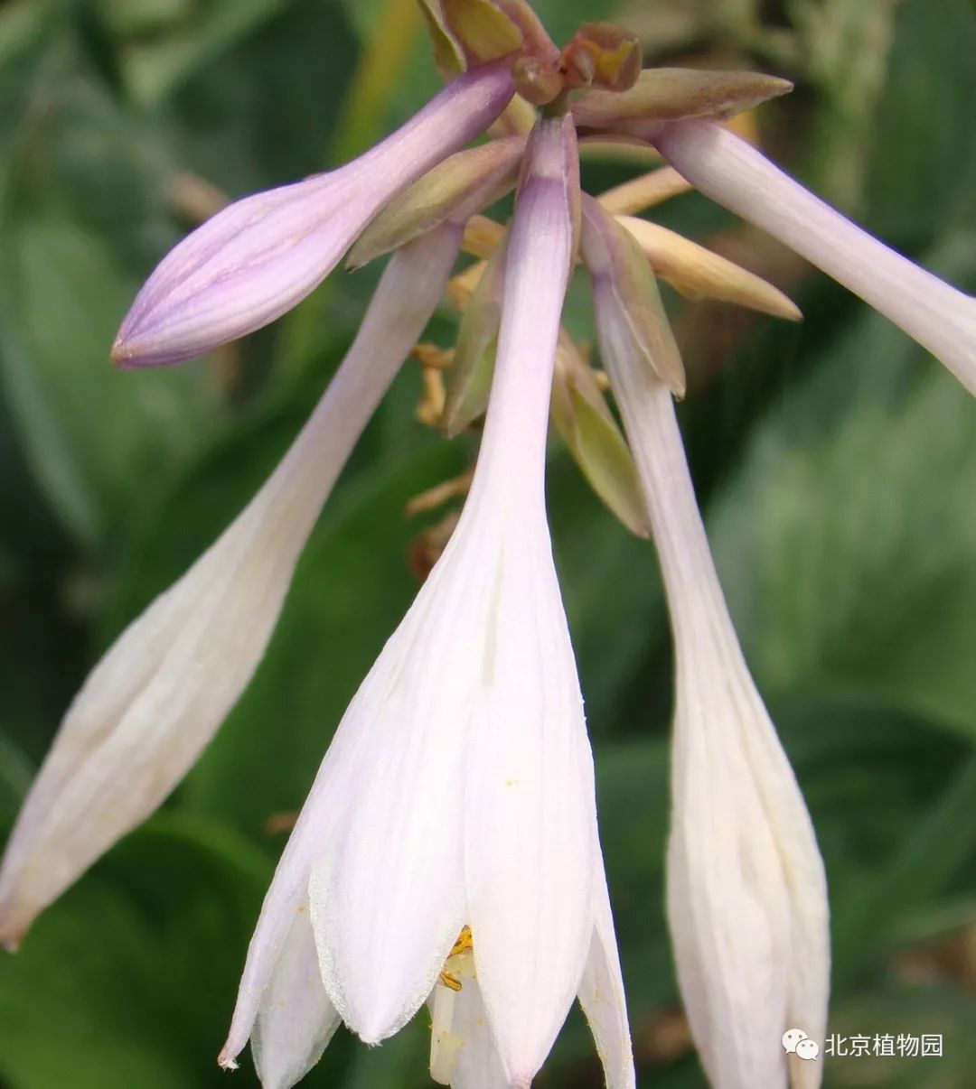 最耐寒的玉簪品种,北京植物园园艺