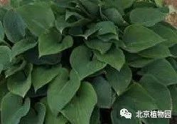 最耐寒的玉簪品种,北京植物园园艺