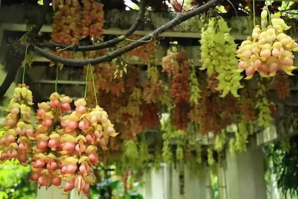 100种爬藤植物花墙,15种常用的园林观花爬藤植物